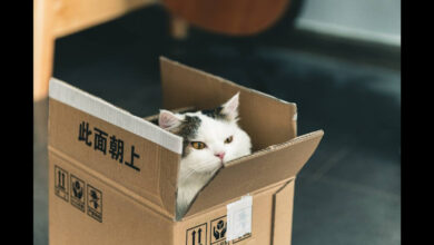 Photo of Советы по упаковке вещей в дорогу