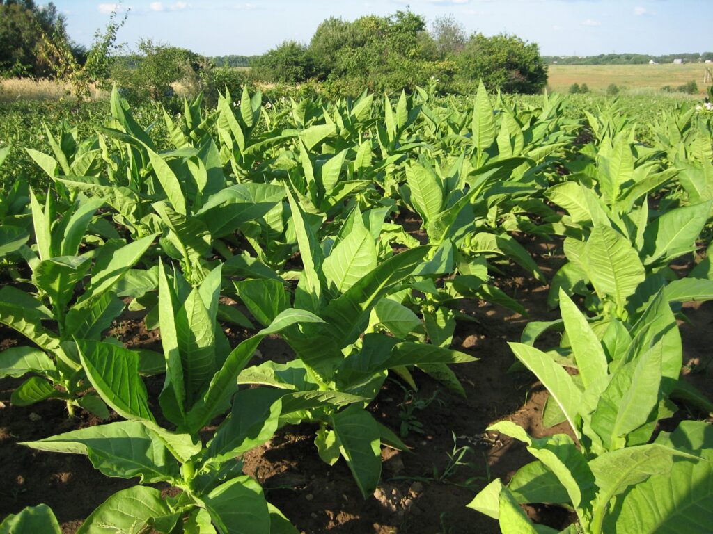 Фото 1 — Путешествие по Кубе: колониальные города, табак и сальса