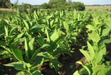 Photo of Путешествие по Кубе: колониальные города, табак и сальса