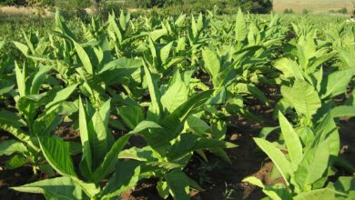 Photo of Путешествие по Кубе: колониальные города, табак и сальса